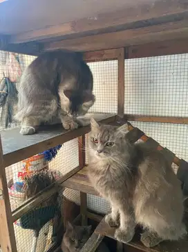 Kucing persia anakan dari scottish fold