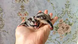Sugar glider joy