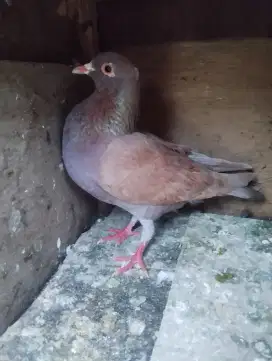 Burung dara /merpati cowokan