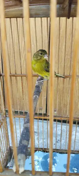 Kenari betina dara ijo botol