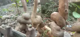 Bahan Bonsai Sancang Meliuk