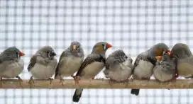 Zebra Finch Holland Jantan Dan Betina Burung Aviari