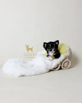 Anjing Chihuahua Longhair Betina Berkualitas