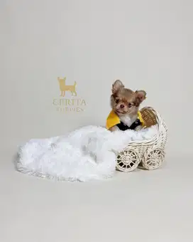 Anjing Chihuahua Longhair Berkualitas