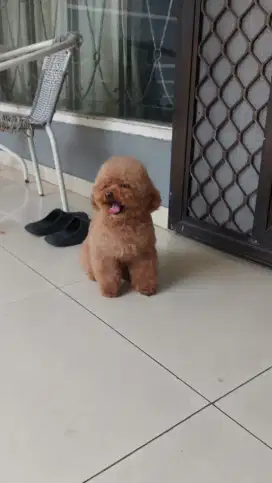 Cari kerjaan kennel boy/gerl