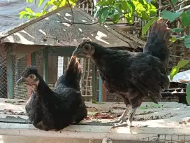 Ayam Kate Lokal