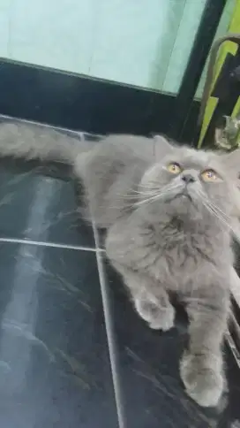 Persia flatnose