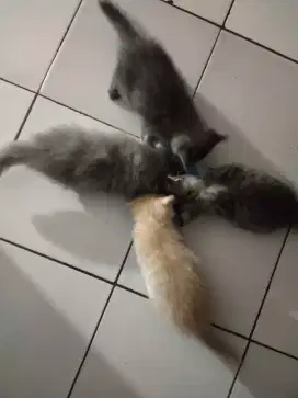 Lepas Adopt Kitten