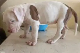 puppies american pitbull terrier pure breeds non stb