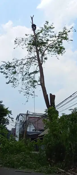 Jasa Penebangan Pohon