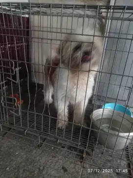 Anjing raa zitsu dewasa