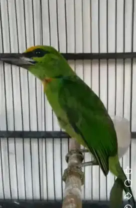 Burung aviary langka