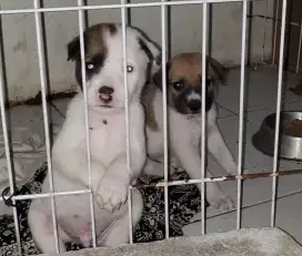 Anak anjing ras besar