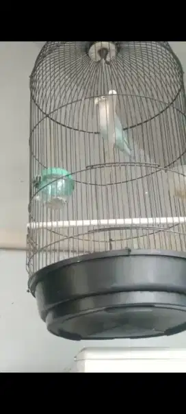 Lovebird blues aktif