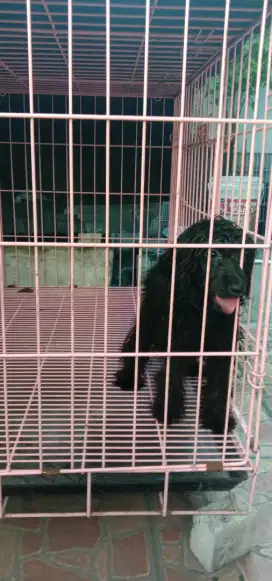 Jual cpt poodle betina 5 bln