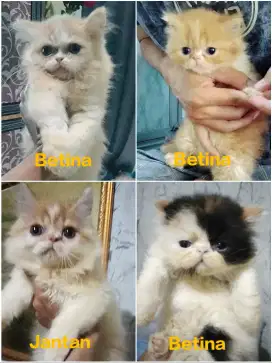 Kucing persia kitten
