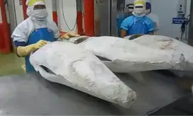 Lowongan Kerja – Pemotong Ikan