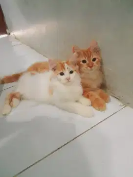 Adopt kitten persia 3 bulan