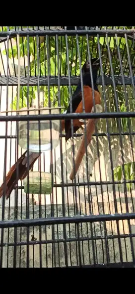 Murai Batu Medan Punggung Blorok Pipi tompelan