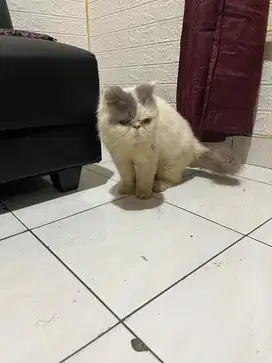 lepas Adop bermahar Kucing peaknose betina Umur 2 tahun Polos & lincah