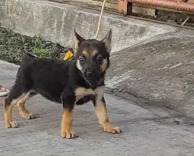 Anjing herder anakan