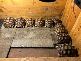 Sulcata baby up / juve