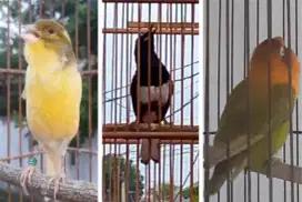 Burung kicau prospek borongan