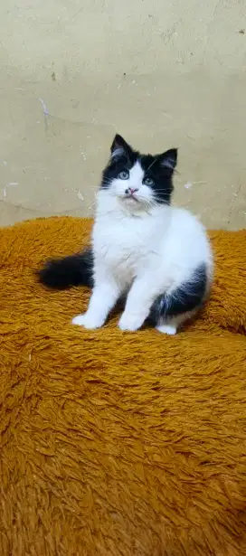 Kucing kitten/anak kucing persia