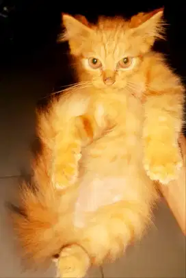 Lepas adop kucing persia