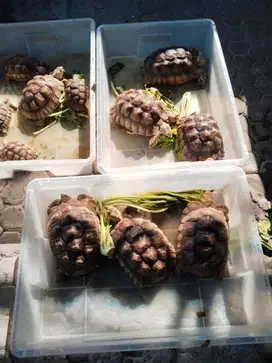 Kura Kura Sulcata Borongan / ecer monggo  ukuran 27-28.5 cm anggap 29