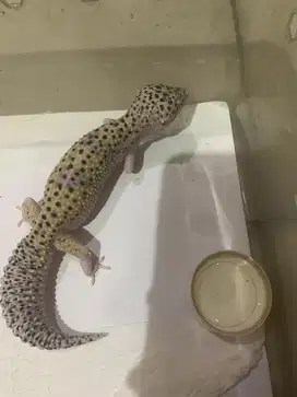 Leopard Gecko Mack Snow Eclipse
