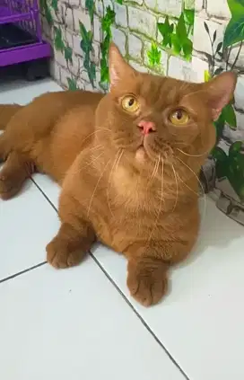 Kucing BSH munckin cinnamon British shorthair