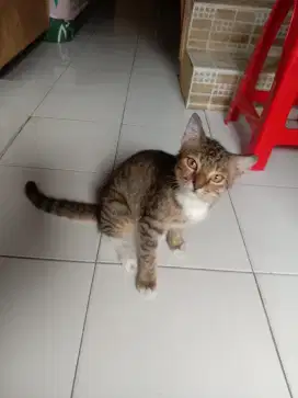 Di hibahkan kucing jantan mixdome