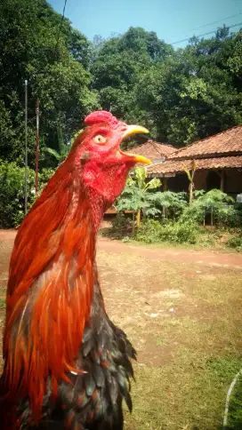 Ayam jago Bangkok klasik