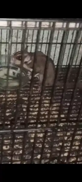 Sugar Glider CG