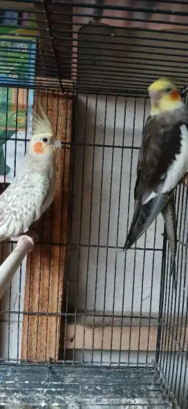 BUrung Falk siapan