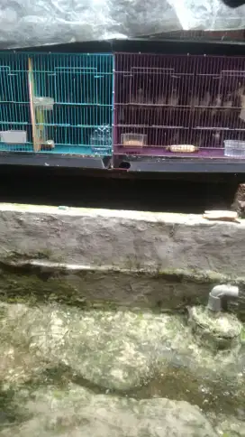 Burung crocok sudah kondisi