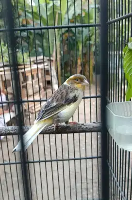 Burung kenari betina siap ternak