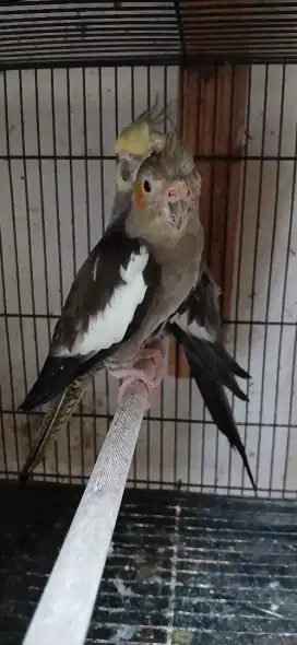 Burung falk indukan 2x produksi