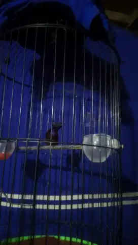 Burung konin metalik
