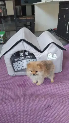 Super mini pom jantan cakep