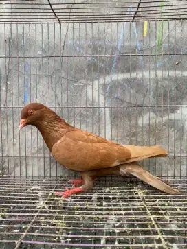 Merpati kolong betina