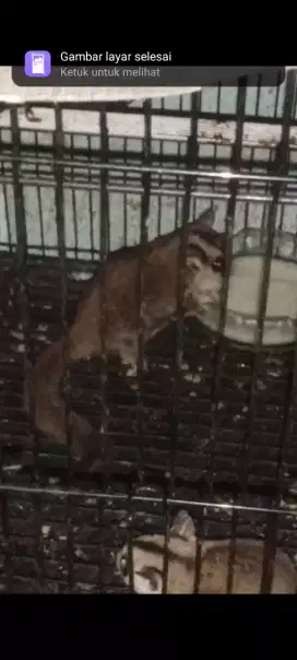 Sugar Glider CG