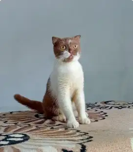 BSH SF Cinnamon Bicolor