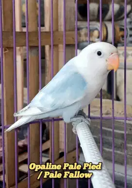 Lovebird Balibu