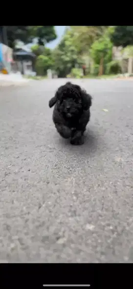 Poodle jantan brindle