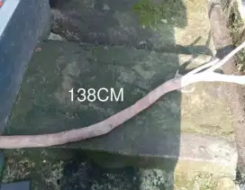Kayu santigi laut