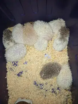 Landak mini lucu
