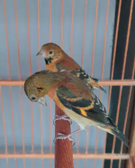 Burung Red siskin klasik paud jantan