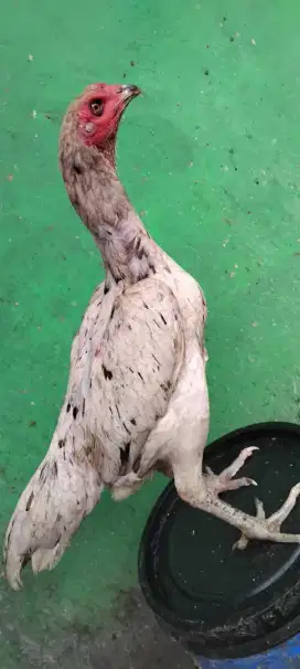 Babon khoyngon pkul keras